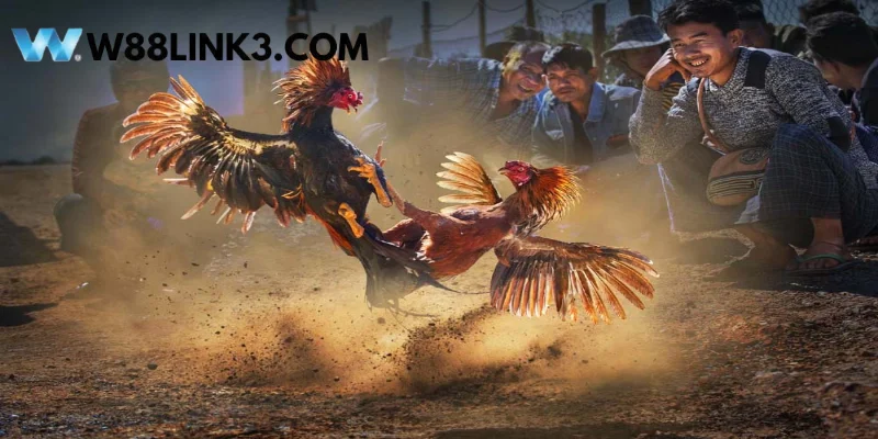 Tìm hiểu về địa điểm thi đấu của trận chọi gà 24 tỷ
